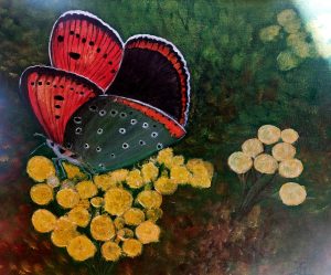 Razstava Čopinel - Metulji